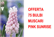 OFFERTA 75 BULBI MUSCARI PINK SUNRISE