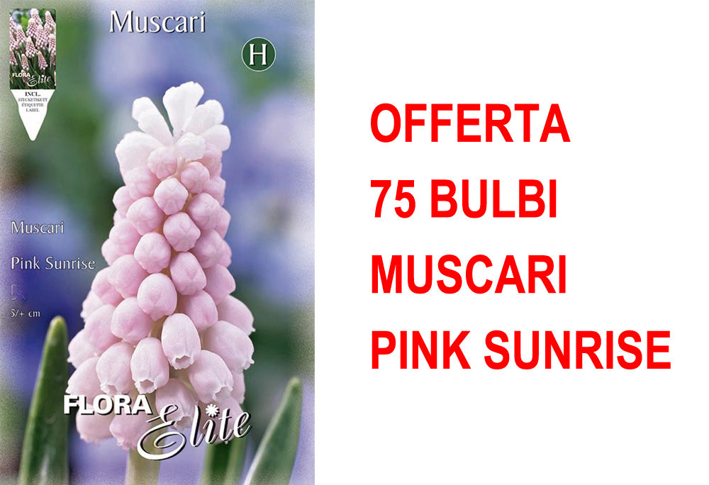 OFFERTA 75 BULBI MUSCARI PINK SUNRISE