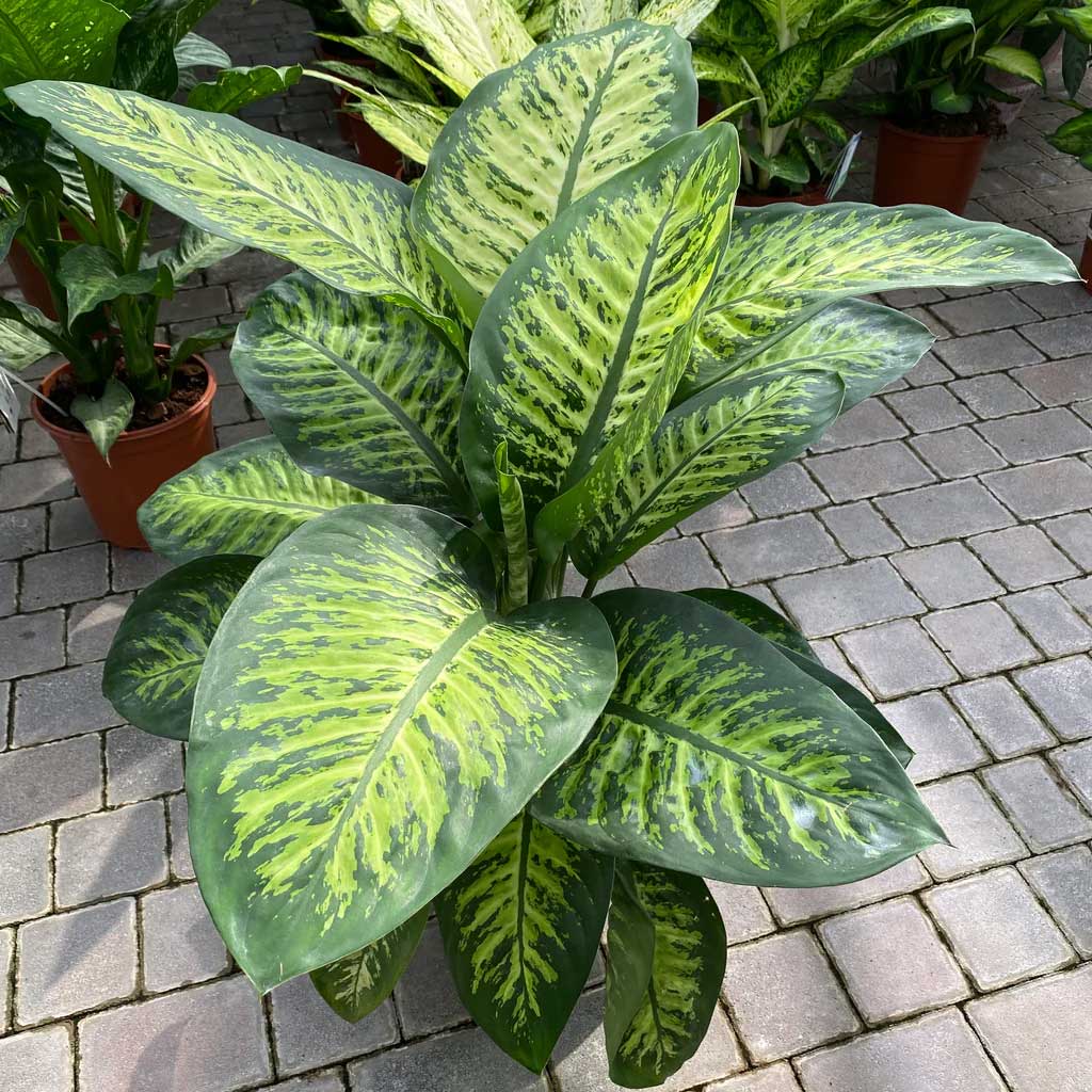 DIEFFENBACHIA TROPIC SNOW VASO 17CM