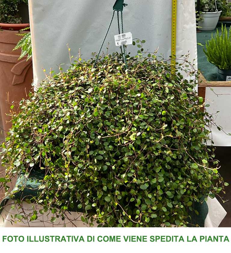 MUEHLENBECKIA COMPLEXA IN VASO 25CM