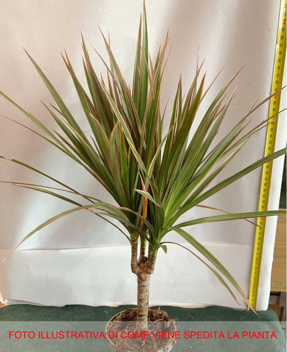 DRACENA MARGINATA VASO 11CM