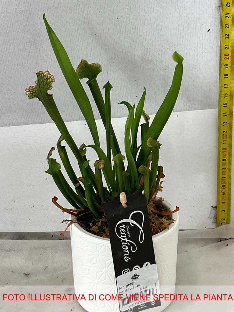SARRACENIA VASO 10CM