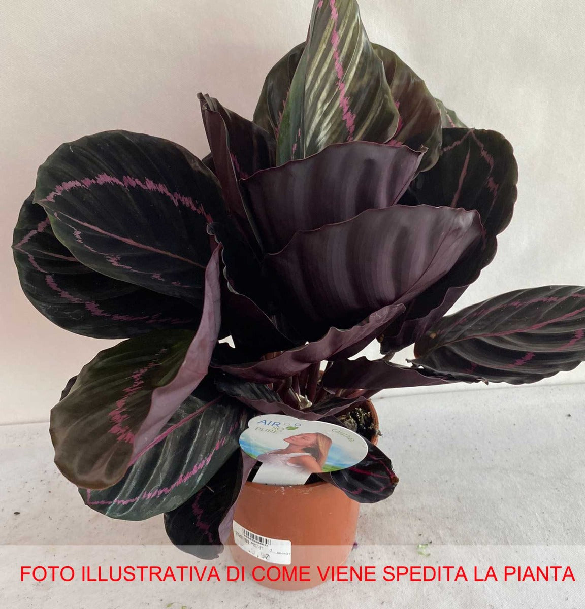 CALATHEA DOTTIE IN VASO 14CM