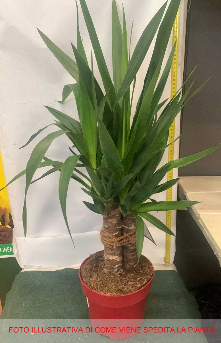 YUCCA VASO 19CM