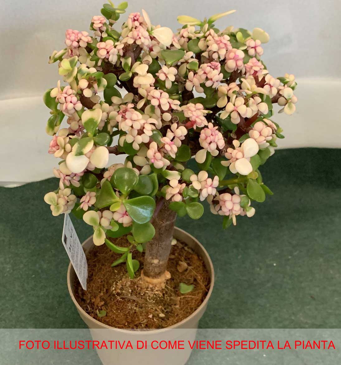 PORTULACARIA AFRA BONSAI VASO 12CM