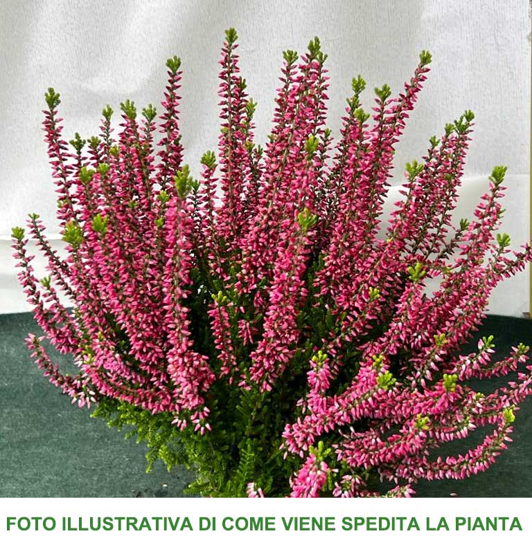 ERICA CALLUNA GARDEN GIRLS FUCSIA IN VASO 13CM