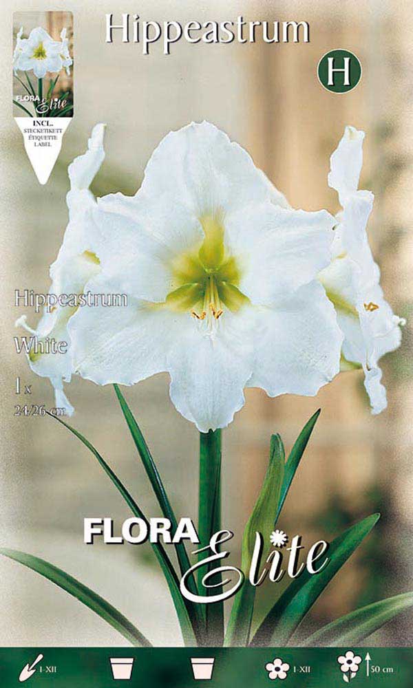 AMARYLLIS BIANCO (CONFEZIONE DA 1 BULBO)