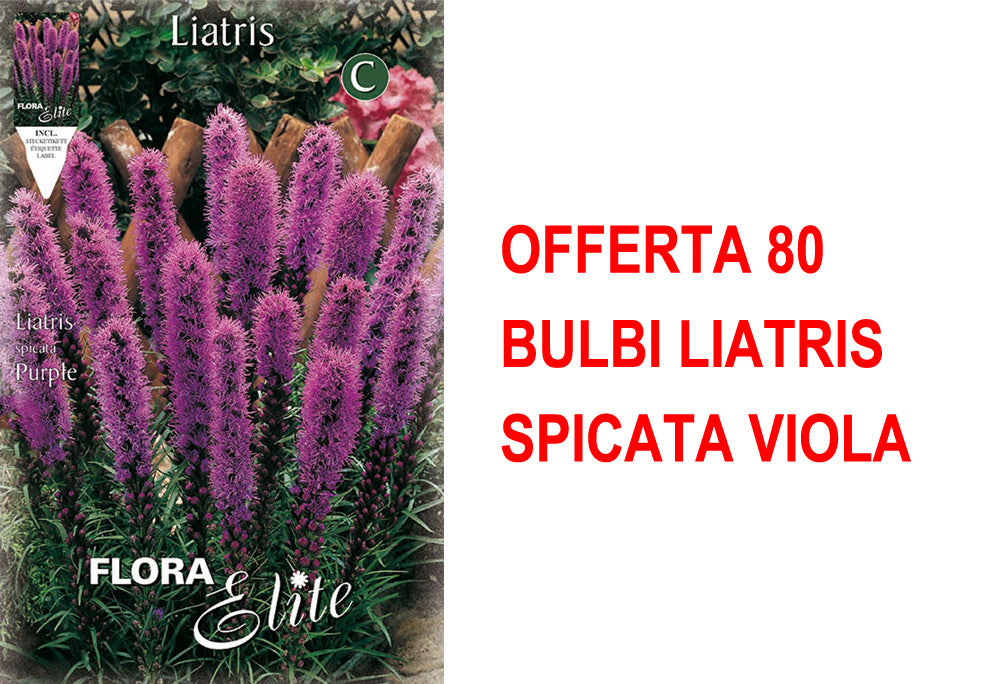 OFFERTA 80 BULBI LIATRIS SPICATA VIOLA