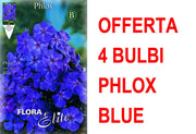 OFFERTA 4 BULBI PHLOX BLUE