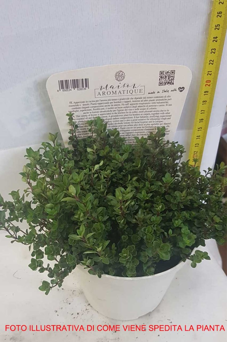 TIMO SERPILLO IN VASO 14CM