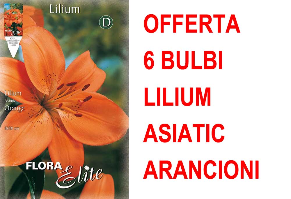 OFFERTA 6 BULBI LILIUM ASIATIC ARANCIONE