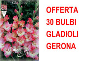 OFFERTA 30 BULBI GLADIOLI A FIORI GRANDI GERONA