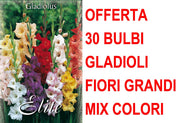 OFFERTA 30 BULBI GLADIOLI A FIORI GRANDI MIX DI COLORI