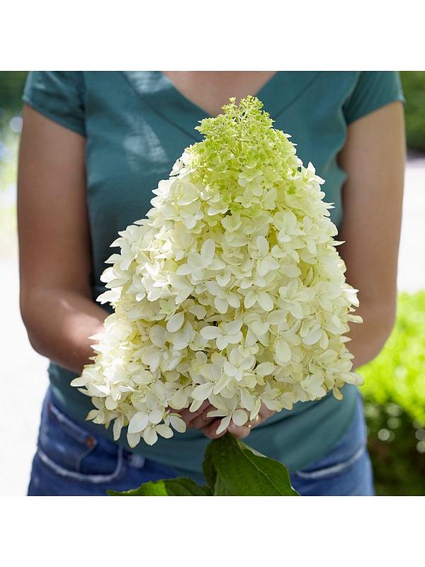 ORTENSIA HYDRANGEA PANICULATA SKYFALL LOVELY VASO 18CM