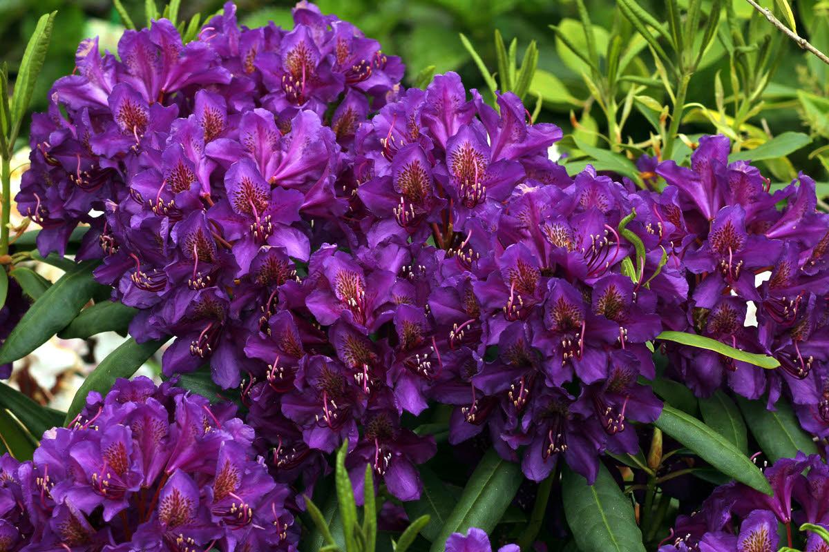RODODENDRO MARCEL MENARD IN VASO 17CM