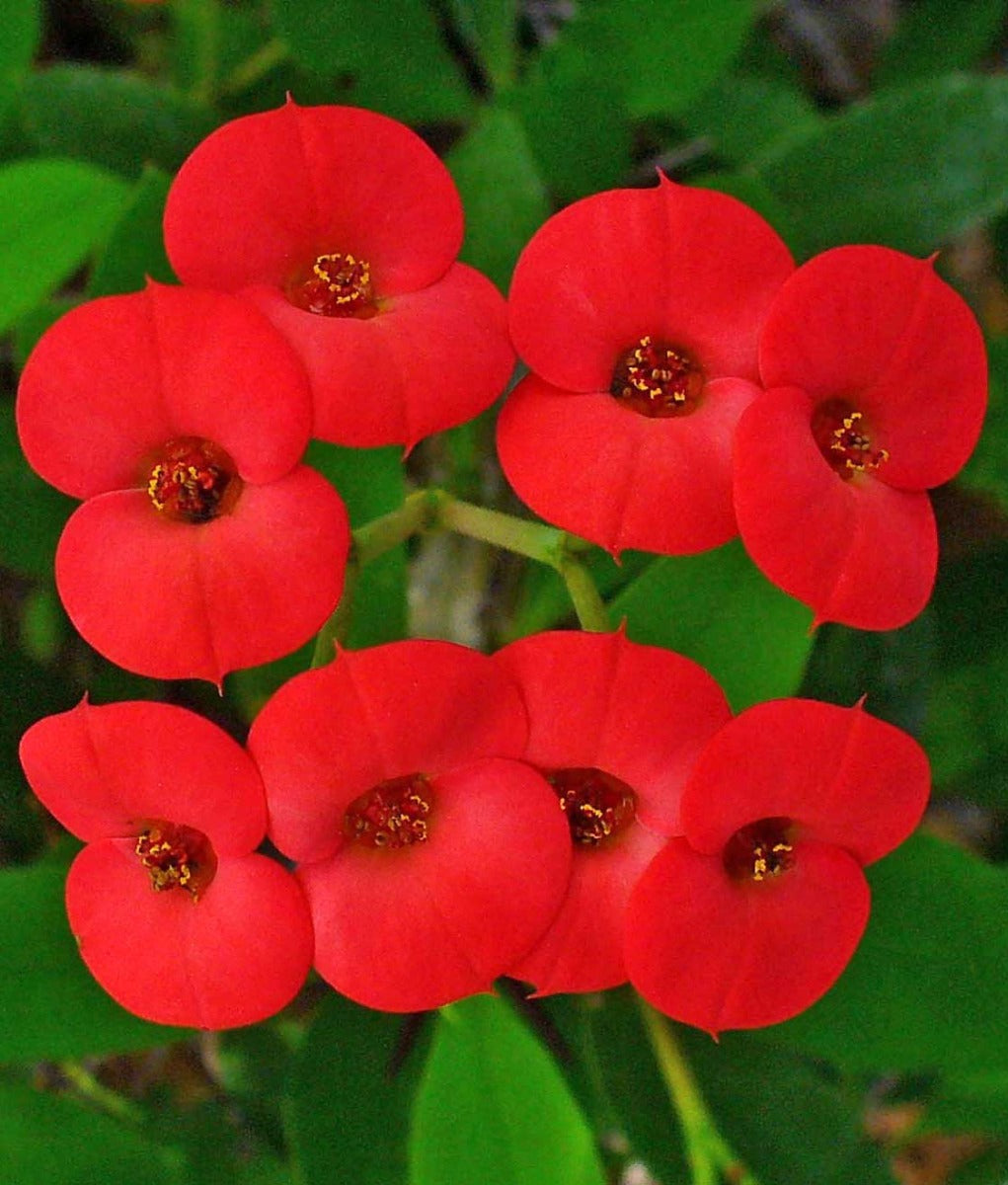 EUPHORBIA MILII VASO 20CM