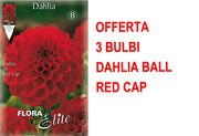 OFFERTA 3 BULBI DI DAHLIA BALL RED CAP