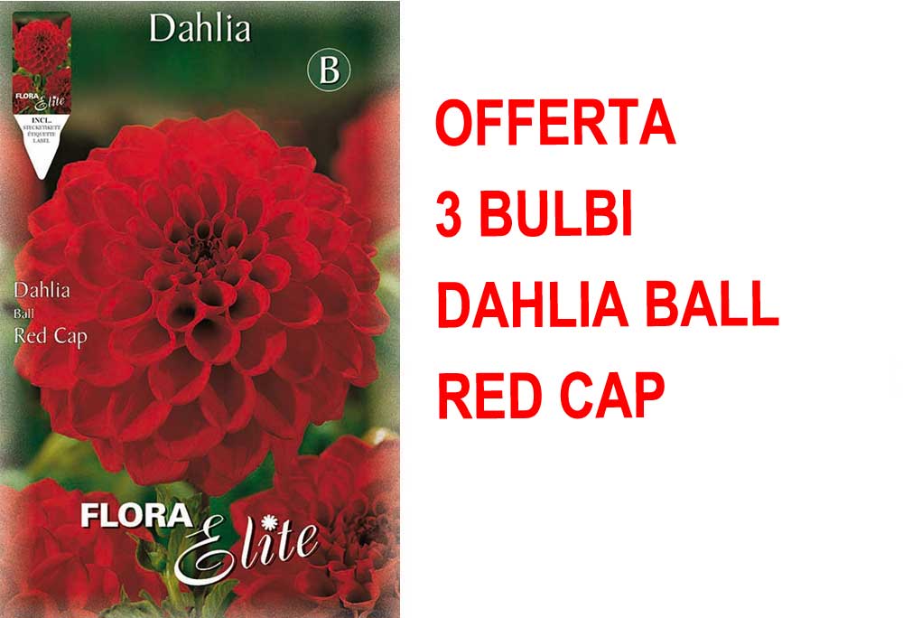 OFFERTA 3 BULBI DI DAHLIA BALL RED CAP