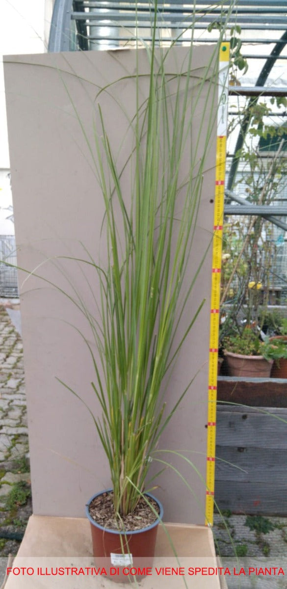 CORTADERIA SELLOANA ROSEA IN VASO 18CM