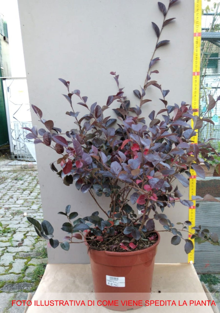 LOROPETALUM VASO 21CM