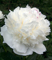 PEONIA LACTIFLORA BIANCA VASO 15CM