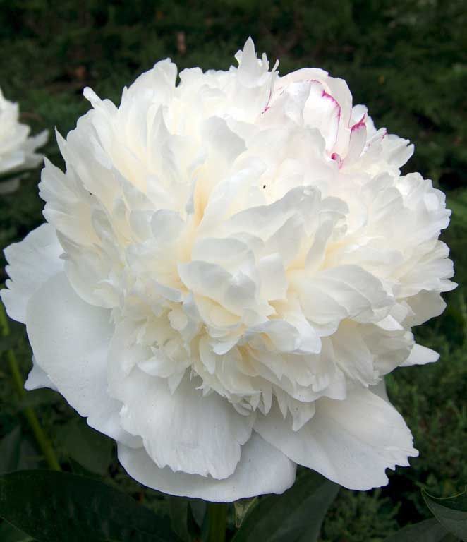 PEONIA LACTIFLORA BIANCA VASO 13CM