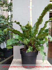 FELCE ASPLENIUM SCOLOPENDRIUM VASO 23CM