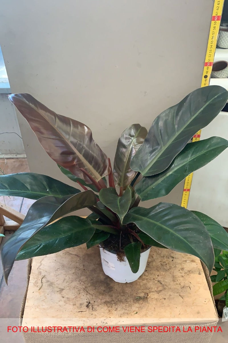 PHILODENDRON IMPERIAL RED VASO 17CM