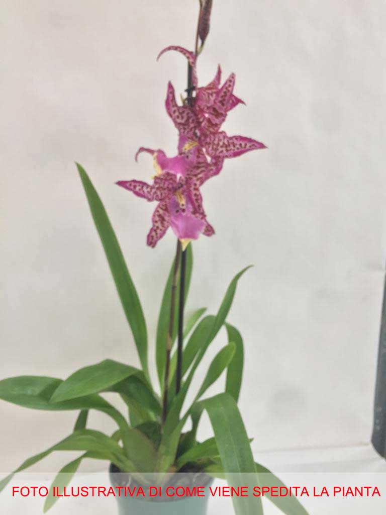 ORCHIDEA ALCRA YAMADA VASO 12CM RARISSIMA