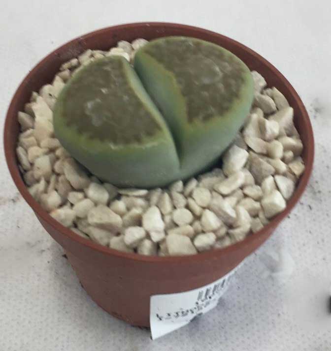 LITHOPS LITHOPS OPTICA HALLII VASO 5.5CM