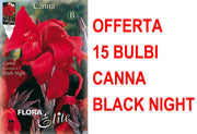 OFFERTA 15 BULBI CANNA BROWNLEAVED BLACK NIGHT