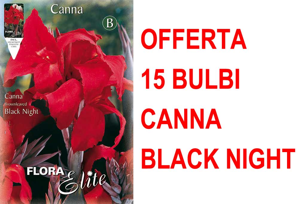 OFFERTA 15 BULBI CANNA BROWNLEAVED BLACK NIGHT