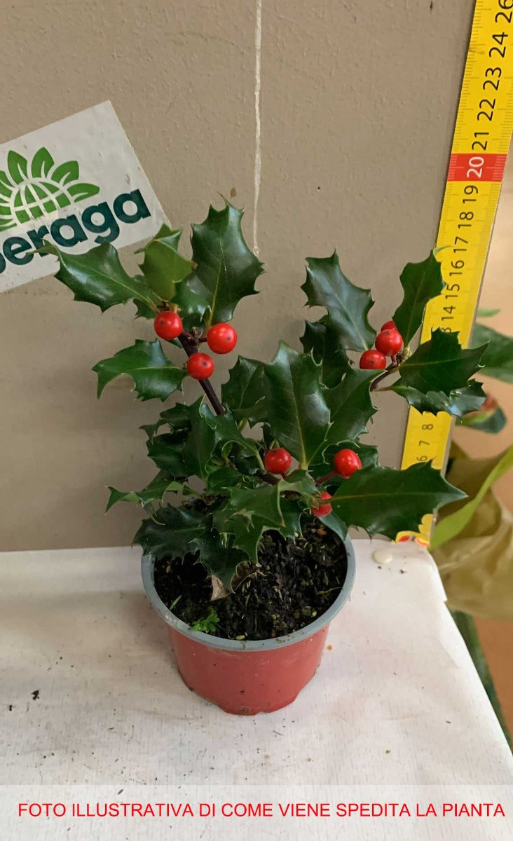 ILEX AGRIFOGLIO VASO 9CM