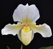 ORCHIDEA PAPHIOPEDILUM ROSY DOWN VASO 12CM