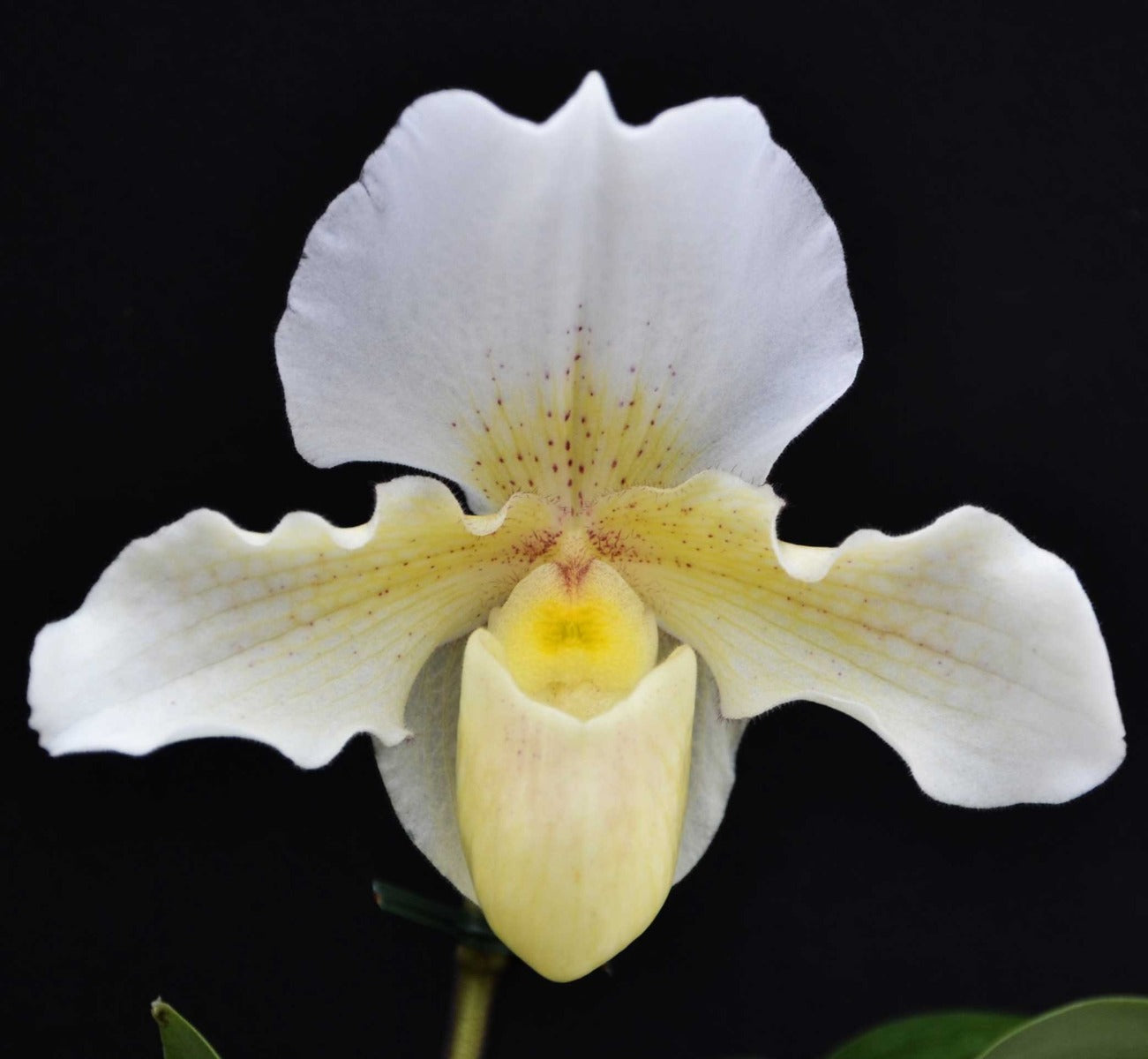 ORCHIDEA PAPHIOPEDILUM ROSY DOWN VASO 12CM