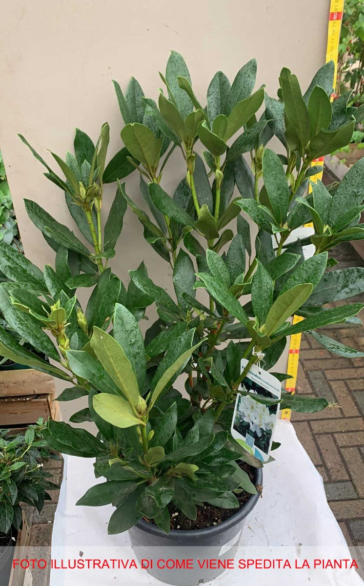 RODODENDRO MADAME MASSON  IN VASO 24CM