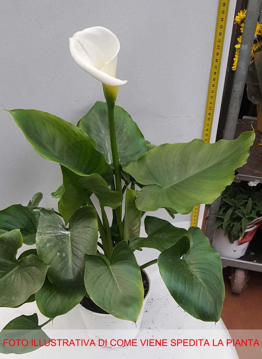 CALLA ZANTEDESCHIA BIANCA VASO 15CM