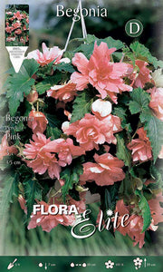 BEGONIA PENDULA ROSA (CONFEZIONE DA 3 BULBI)