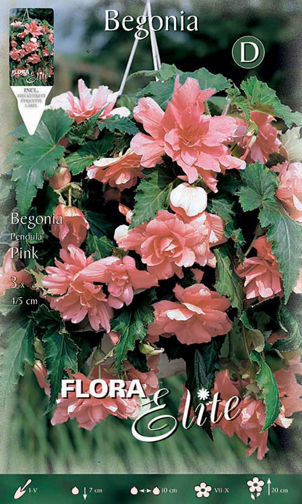 BEGONIA PENDULA ROSA (CONFEZIONE DA 3 BULBI)