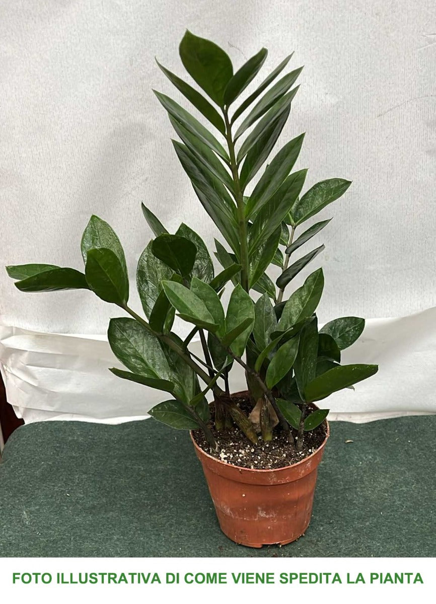 ZAMIOCULCAS IN VASO 12CM