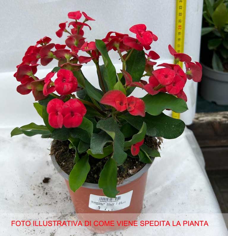 EUPHORBIA MILII VASO 14CM