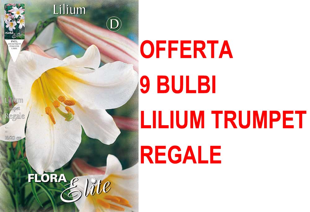 OFFERTA 9 BULBI LILIUM TRUMPET REGALE