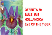 OFFERTA 30 BULBI IRIS HOLLANDICA EYE OF THE TIGER