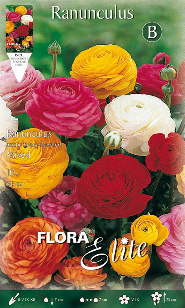 RANUNCULUS ASIATIC MIXED (CONFEZIONE DA 10 BULBI)