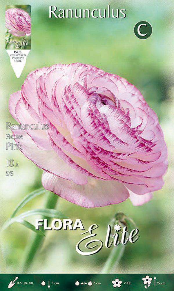 RANUNCOLO PICOTEE ROSA (CONFEZIONE DA 10 BULBI)