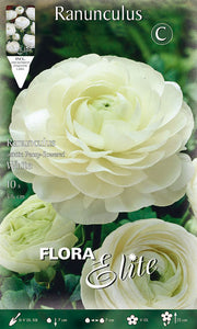 RANUNCOLO ASIATIC BIANCO (CONFEZIONE DA 10 BULBI)