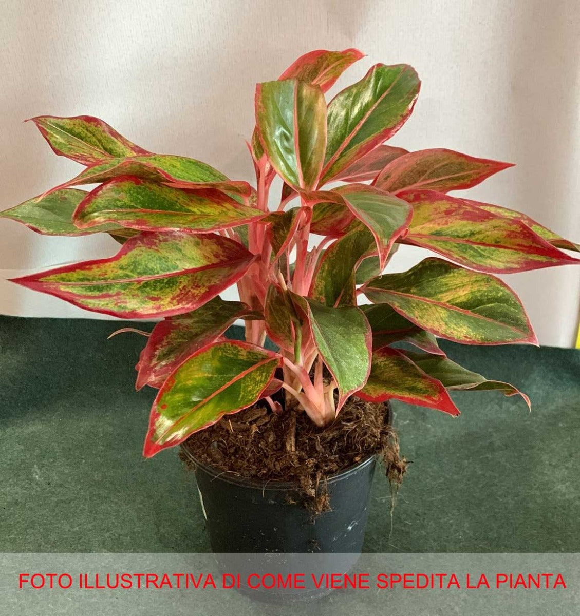AGLAONEMA RED SIAM VASO 14CM