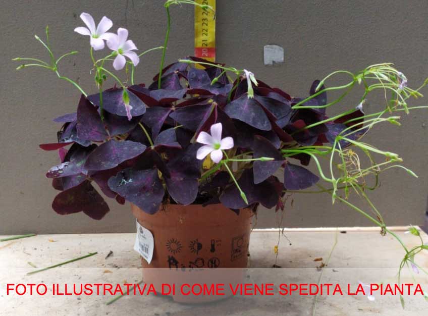 OXALIS TRIANGULAIS IN VASO 12CM