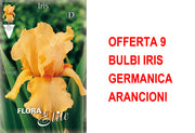 OFFERTA 9 BULBI IRIS GERMANICA ARANCIONI