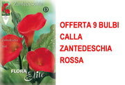 OFFERTA 9 BULBI CALLA ZANTEDESCHIA ROSSA